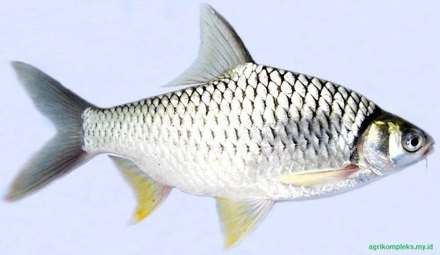 Budidaya ikan tawes Budidaya ikan tawes