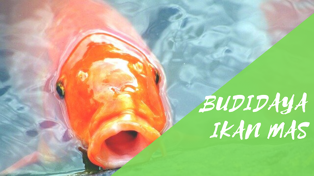 Budidaya Ikan Mas Peluang Usaha Budidaya Ikan Mas yang Menguntungkan