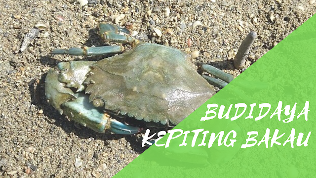 Budidaya Kepiting Bakau Panduan Singkat Budidaya Kepiting Bakau
