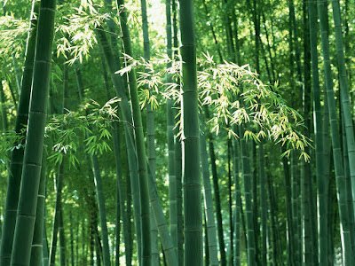 Reklamasi Lahan Pasca Tambang Dengan Bambu