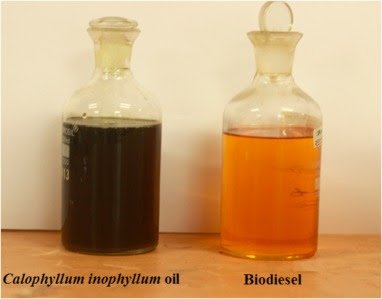 Biodiesel Nyamplung : Sebuah Harapan Baru 3 biodiesel2520nyamplung