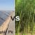 biomass2520vs2520solar2520pv