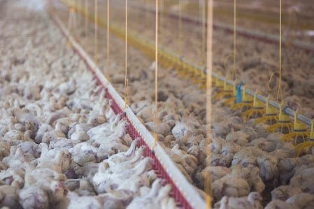 broiler2520farm25202