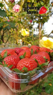 budidaya2520strawberry