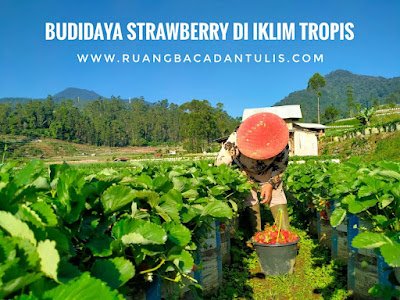 budidaya2520strawberry25201