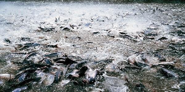 Cara Budidaya Ikan Patin Yang Menjadi Peluang Bisnis Menguntungkan