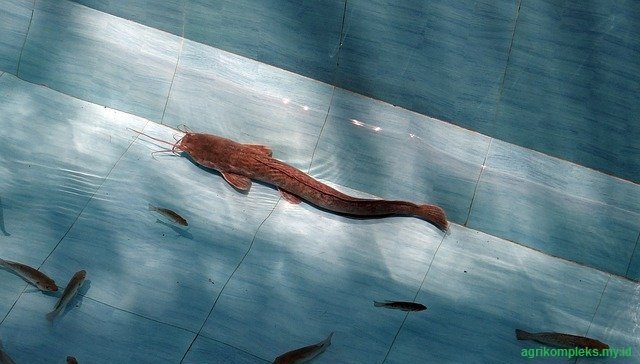 Budidaya lele kolam semen Budidaya lele kolam semen