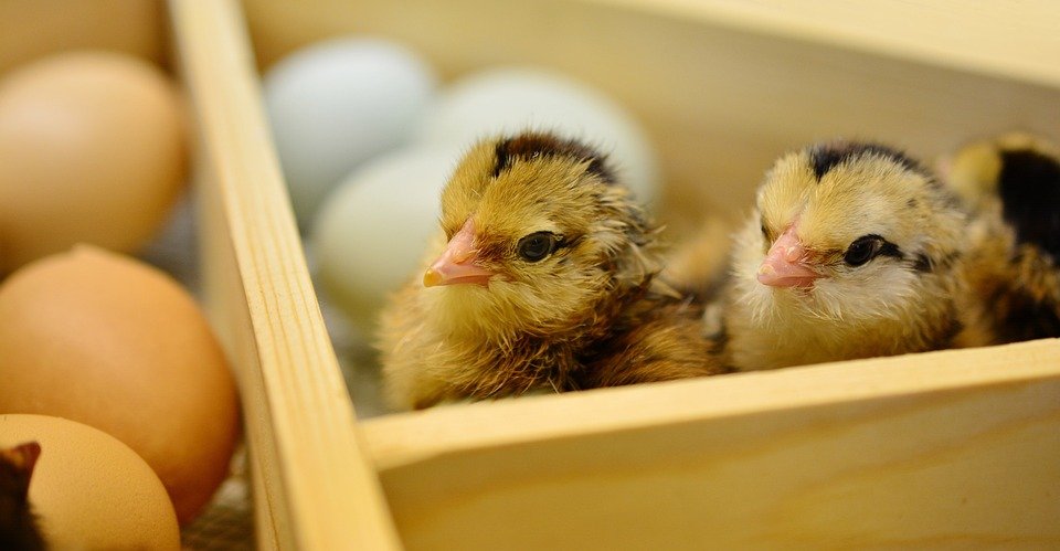 Pelung usaha kreatif yang belum ada di Indonesia, Chicks, Menetas, Binatang Muda, Bulu Halus, Lembut