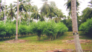 Menghidupkan Industri Kelapa Terpadu Bagian 3 3 coconut2520 2520gliricidae