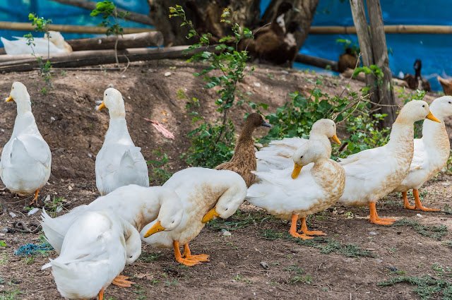 Cara Ternak Bebek Petelur Modern yang Menguntungkan
