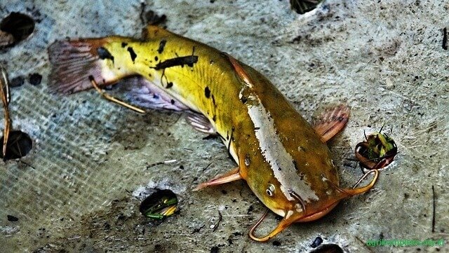 Cara Perawatan Ikan Lele Pada Musim Kemarau