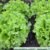 green salad 1533956 640 min