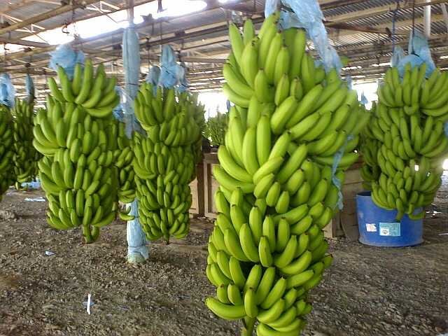 Mendongkrak Produksi Pisang Dengan Limbah Batang Pisangnya