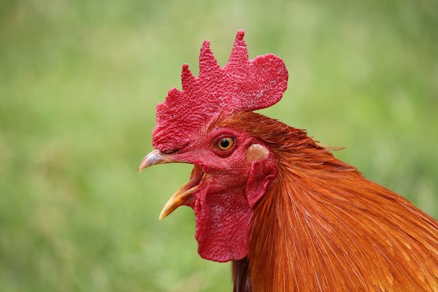 Usaha Peternakan Ayam Ketawa Di Sidrap Sangat Menjanjikan
