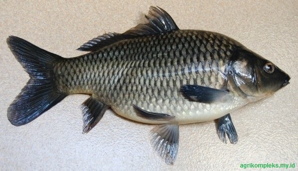 Cara Budidaya Ikan Tombro  Peluang Bisnis Yang Menjanjikan