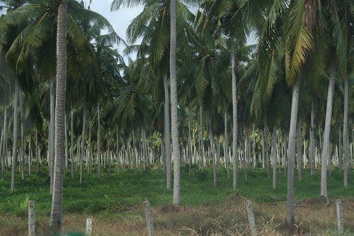 Menghidupkan Industri Kelapa Terpadu