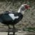 muscovy ducks 2861237 1920