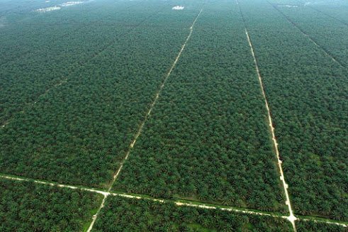 Transmigrasi Untuk Menggembala Domba Di Kebun Sawit, Mungkinkah ?