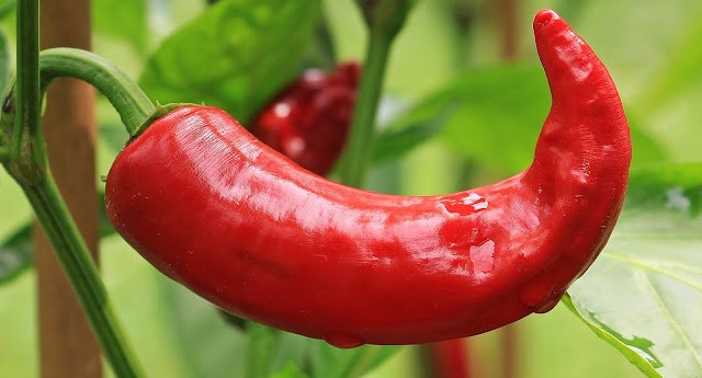 Cara Menanam Cabe Dengan Mudah Di Halaman Rumah