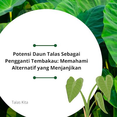 Pengembangan Budidaya Talas Beneng sebagai Alternatif Berkelanjutan dalam Pengurangan Ketergantungan pada Tanaman Tembakau