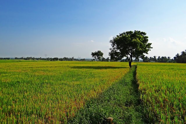 Aspek budidaya padi organik metode SRI Aspek budidaya padi organik metode SRI
