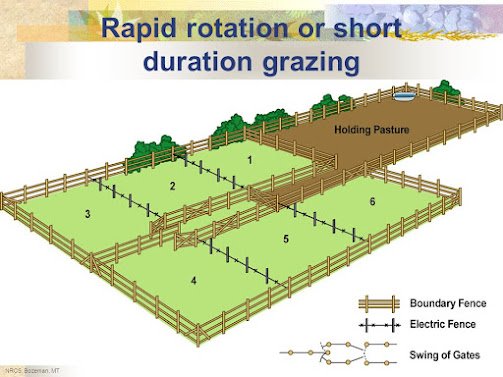 rotation grazing 7