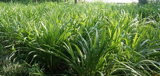 Cara Budidaya Rumput Odot Untuk Pakan Ternak