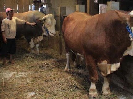 Penggemukan Sapi Potong (Feedlot) Berbasis Kebun Energi