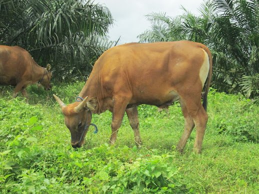 Ternak Sapi Dengan Kebun Sawit Sudah, Ternak Domba Dengan Kebun Sawit ?