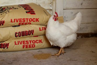 save money chicken feed