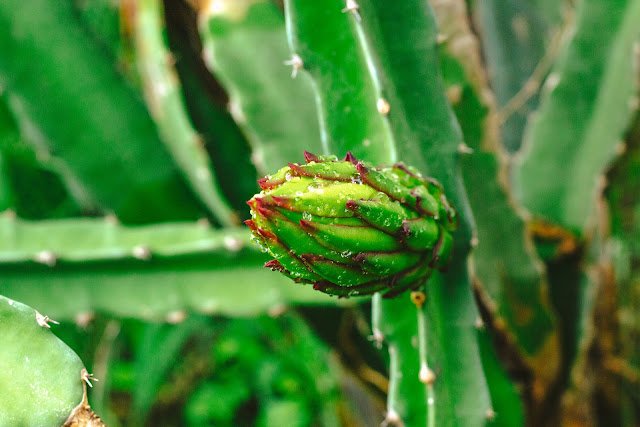 Mengatasi bunga buah naga menjadi buah Mengatasi bunga buah naga menjadi buah
