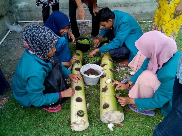Batang Pisang Sebagai Media Tanam Sayuran Batang Pisang Dapat Dimanfaatkan Sebagai Media Tanam Sayuran