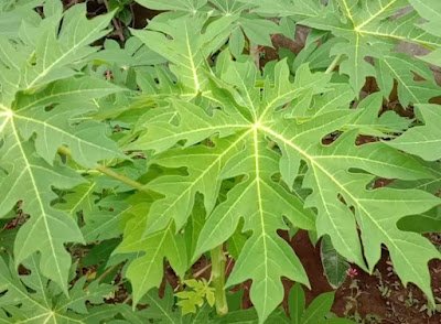Manfaat Daun Pepaya Untuk Kesehatan