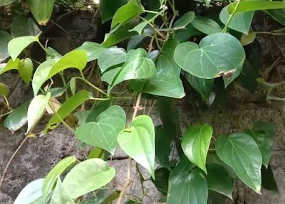 Manfaat Daun Sirih Untuk Kesehatan