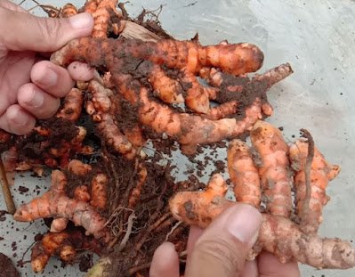 Berbagai Manfaat Rimpang Kunyit