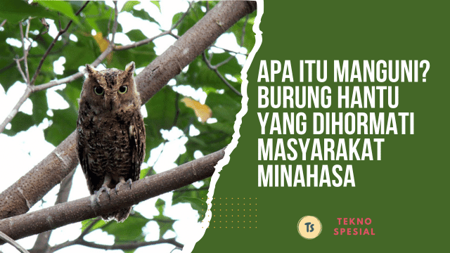 Apa Itu Manguni? Burung Hantu yang Dihormati Masyarakat Minahasa