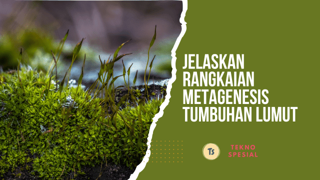Jelaskan Rangkaian Metagenesis Tumbuhan Lumut