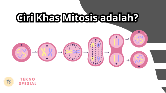 Ciri Khas Mitosis adalah? Yuk Ketahui Jawabannya