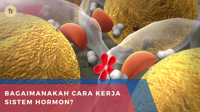 Bagaimanakah Cara Kerja Sistem Hormon? Simak Penjelasan Berikut