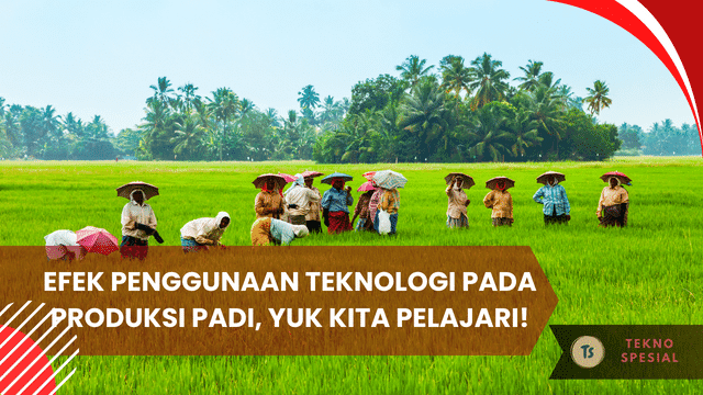 Efek Penggunaan Teknologi pada Produksi Padi, Yuk Kita Pelajari! Efek Penggunaan Teknologi pada Produksi Padi, Yuk Kita Pelajari!