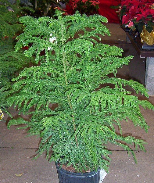 Mengenal Tanaman Hias Araucaria (Cemara Norfolk)