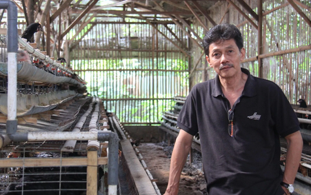 bambangkrista.png bambang krista ayam kampung