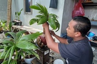 bisnis bonsai bisnisbonsai.png