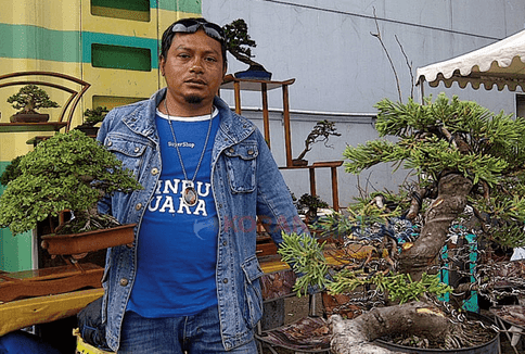 Bonsai Modal 250 Ribu Dijual Ratusan Juta