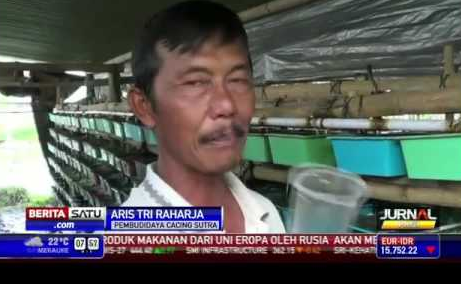 cacingsutra.png budidaya cacing sutra