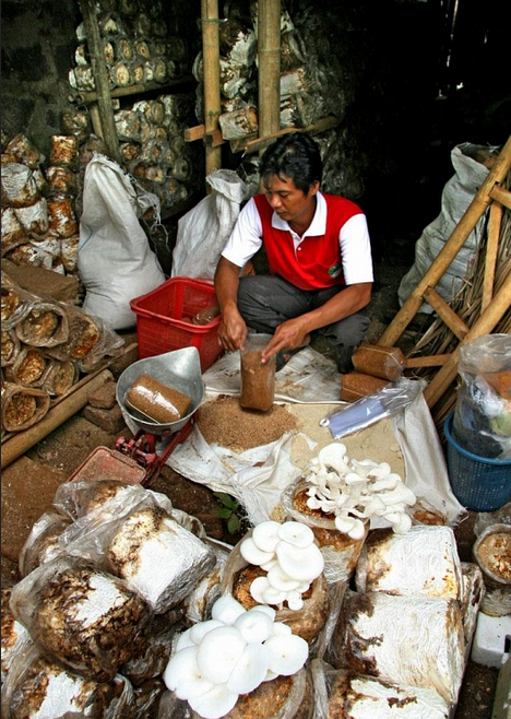 usahajamur.png ir. eddy usaha jamur