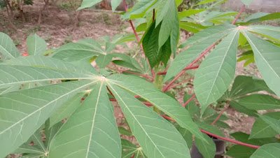 Manfaat Daun Singkong Untuk Kesehatan