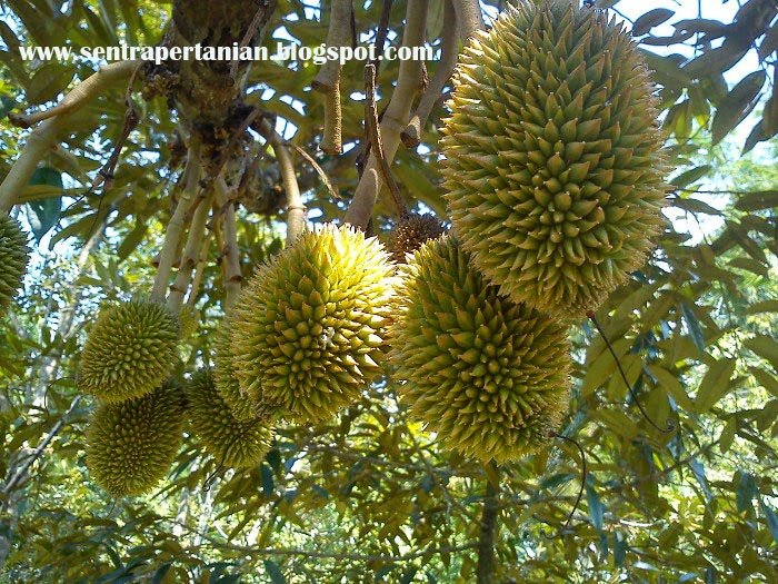 Cara Mencegah Kerontokan Bunga dan Buah Durian