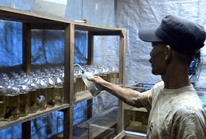 Kisah Tukang Cupang Kaya Berkat Botol Bekas