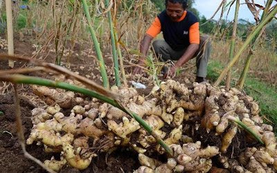 Analisis Usaha Budidaya Jahe Gajah Masa Panen 9 Bulan